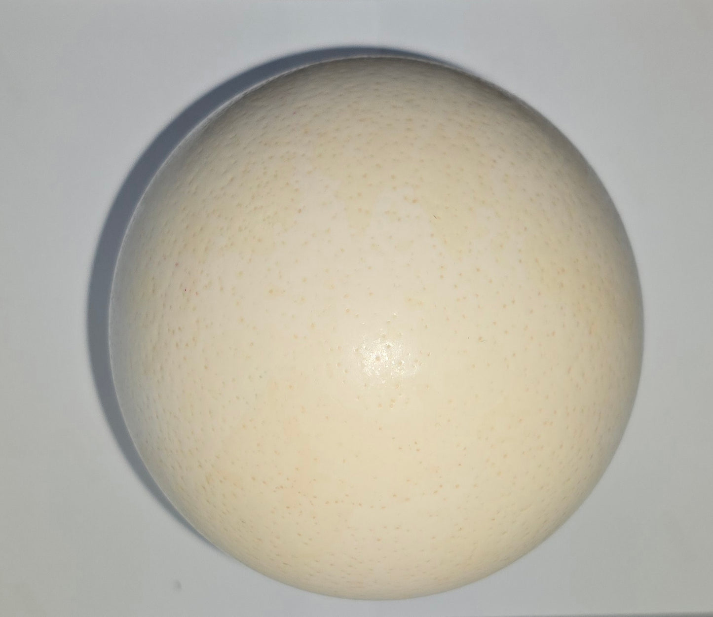 Ostrich Egg