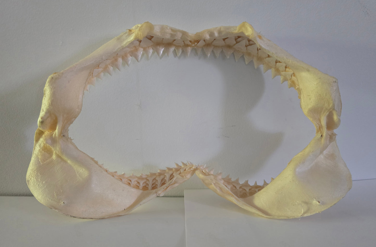 Shark Jaws