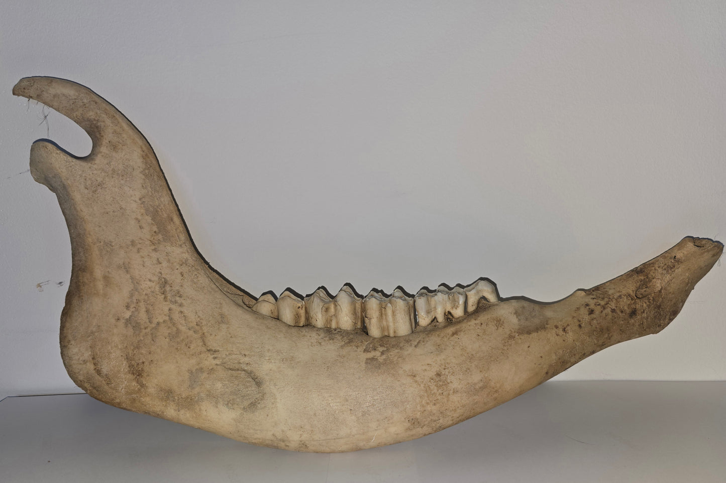Bison Jawbone