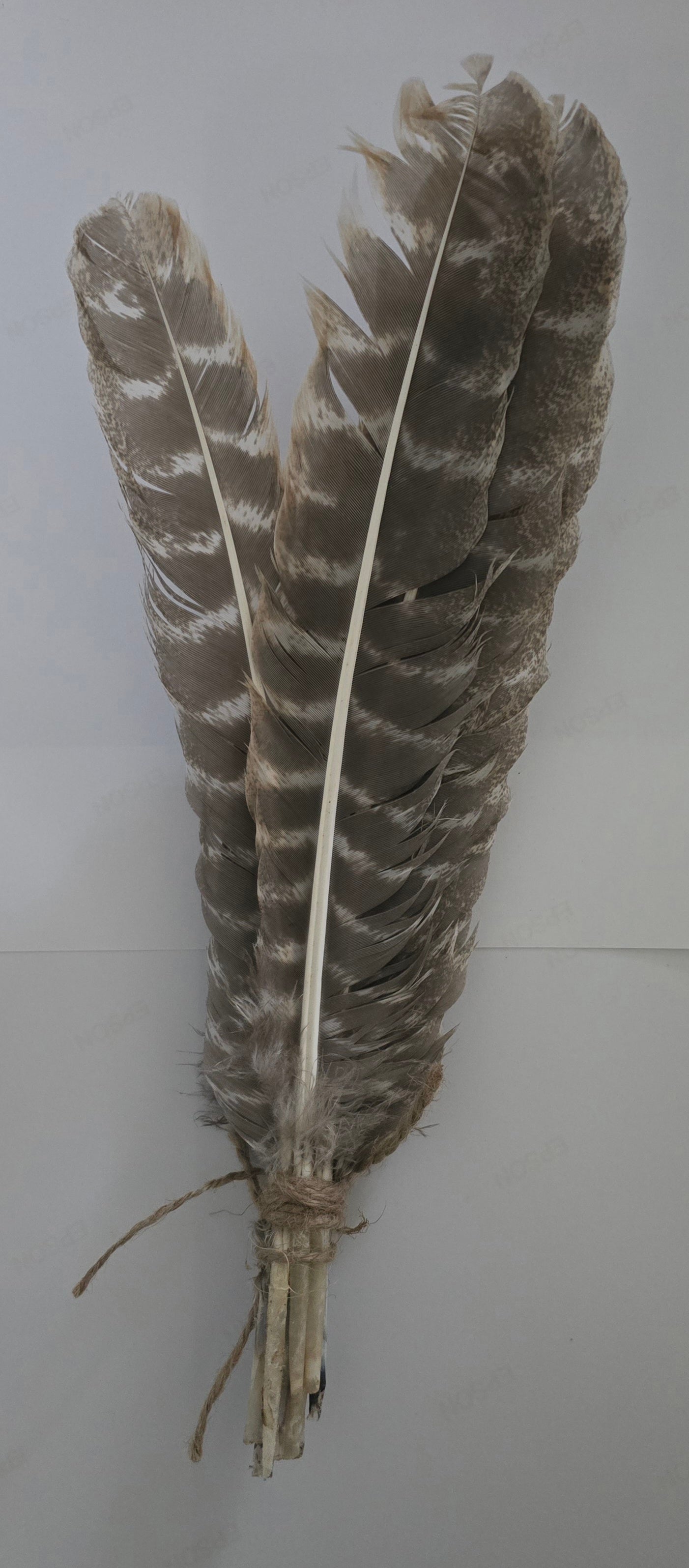 Wild Turkey Feathers