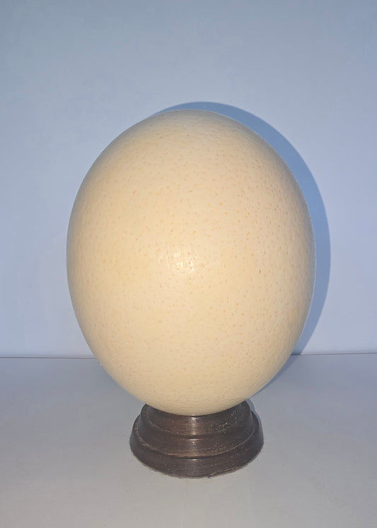 Ostrich Egg