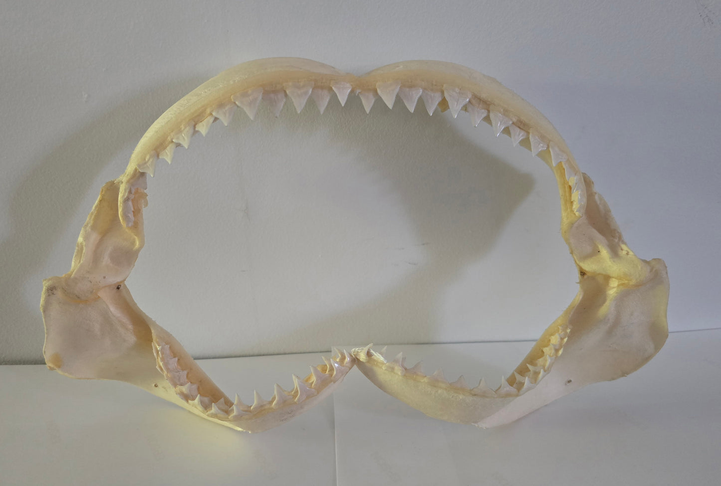 Shark Jaws