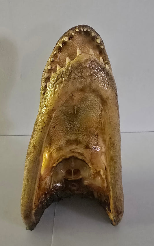 Alligator Head