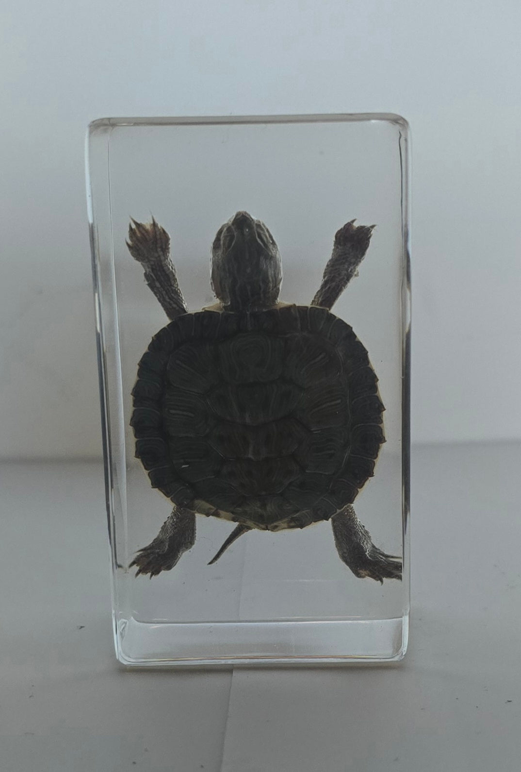 Red-Eared Turtle