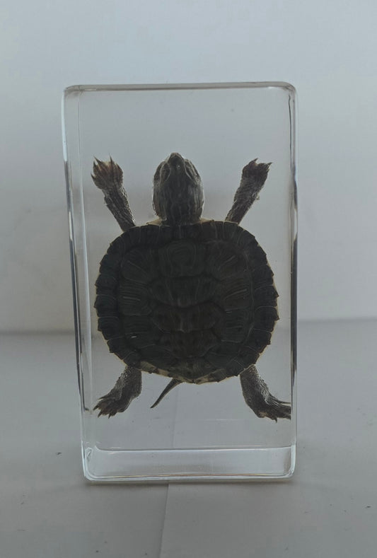 Red-Eared Turtle