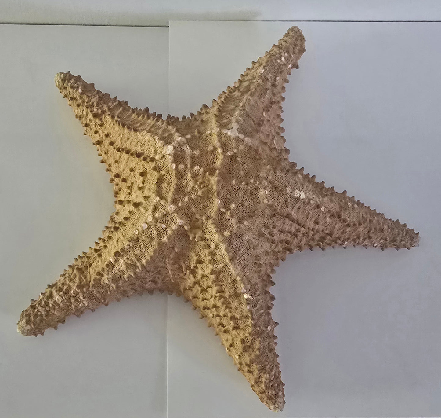 Sea Star