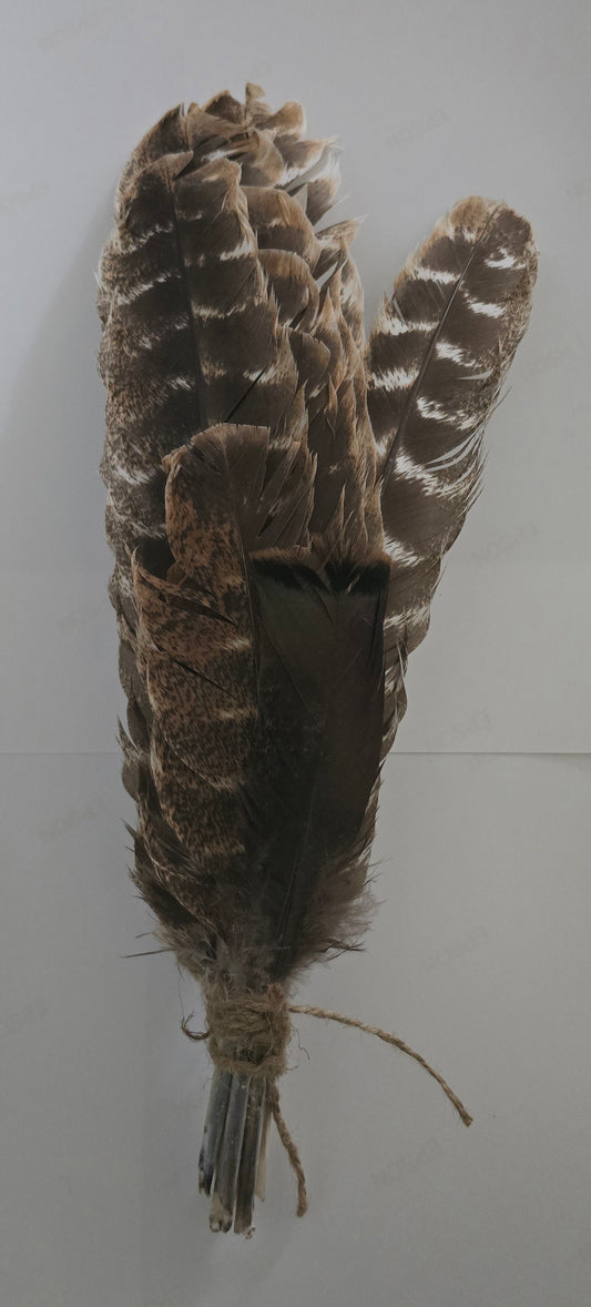 Wild Turkey Feathers