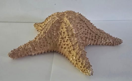 Sea Star