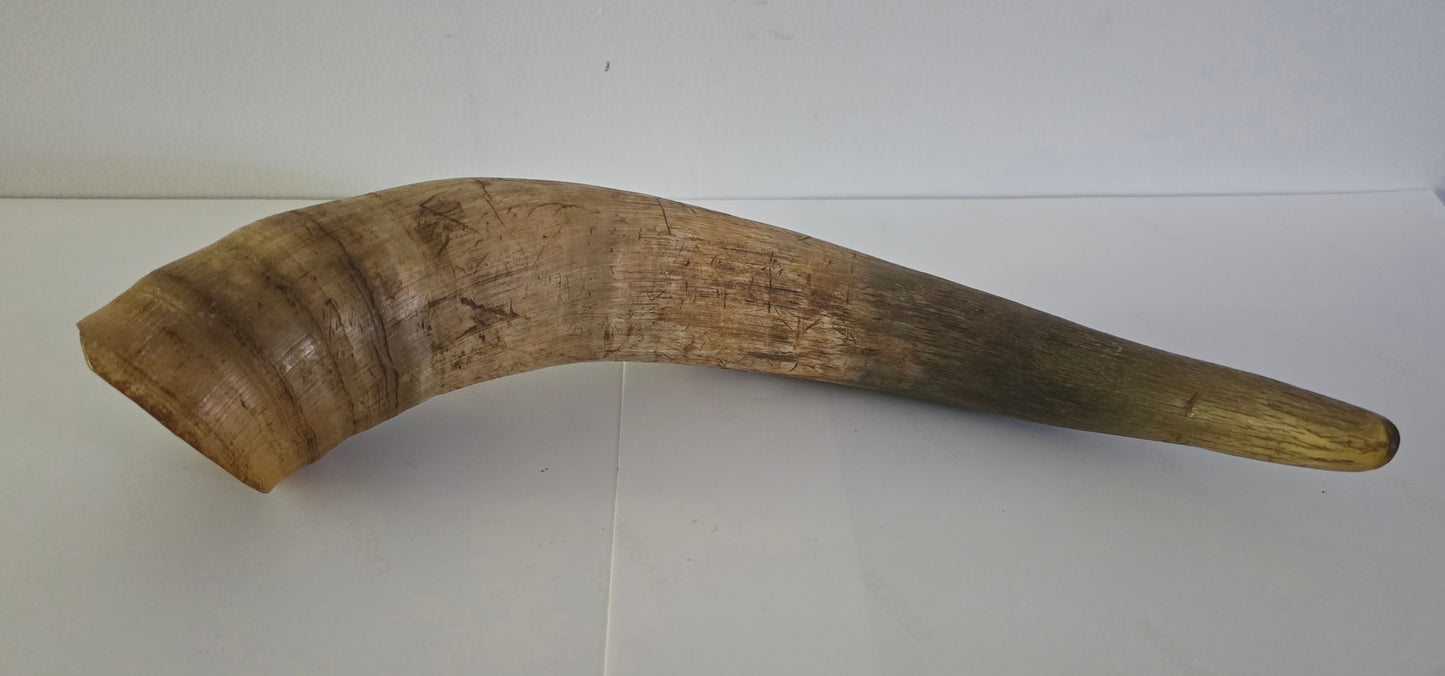 Cow Horn