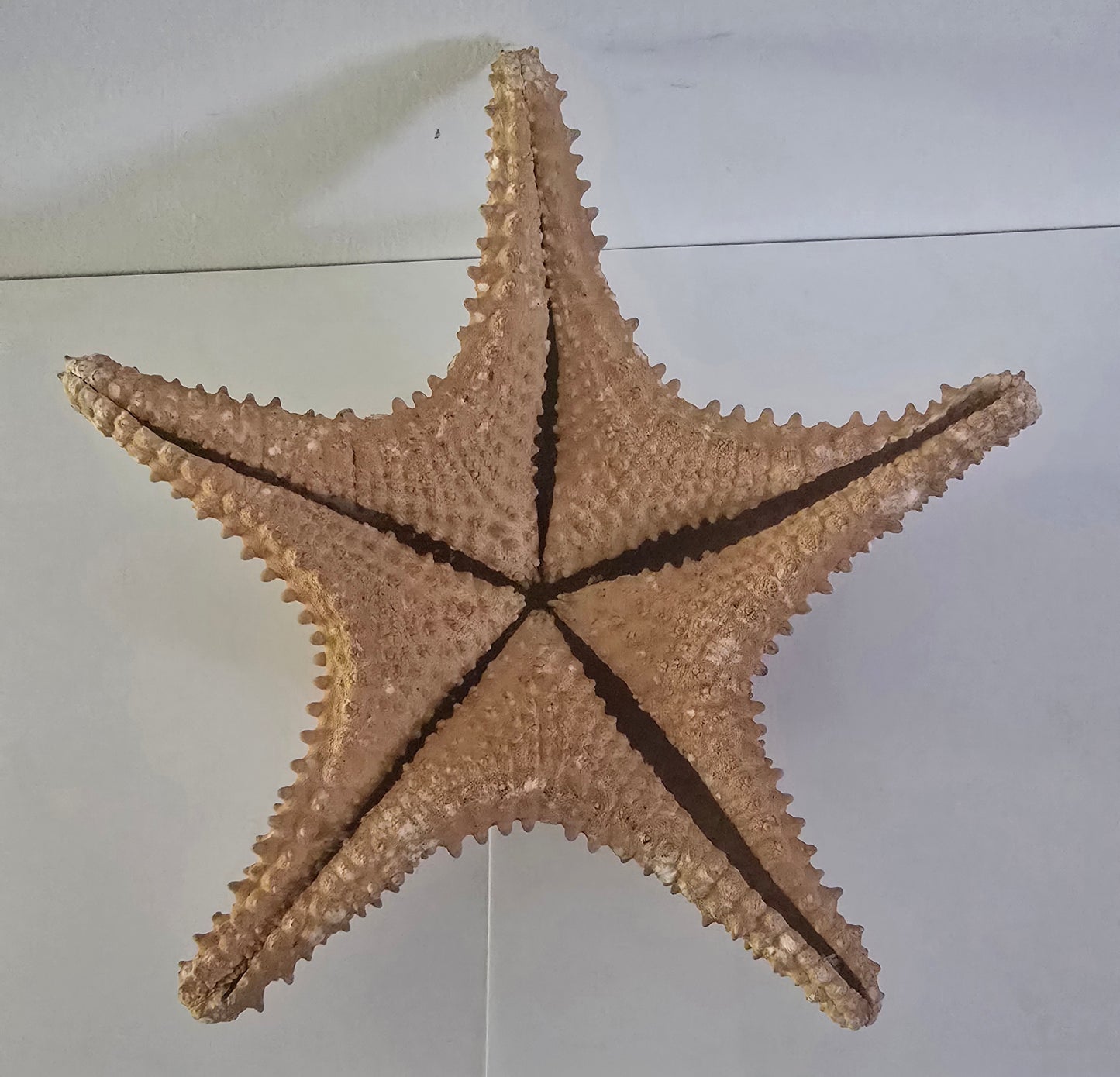 Sea Star