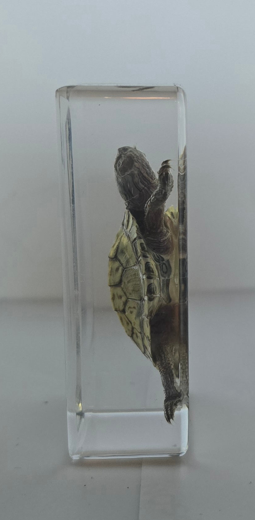 Red-Eared Turtle