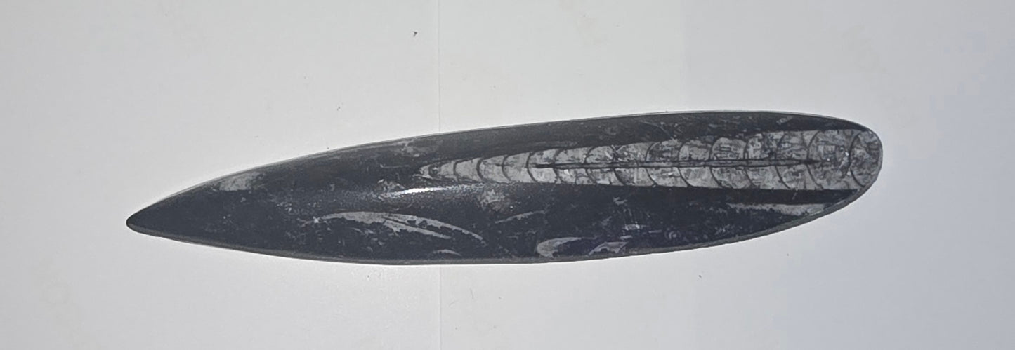 Orthoceras Fossil