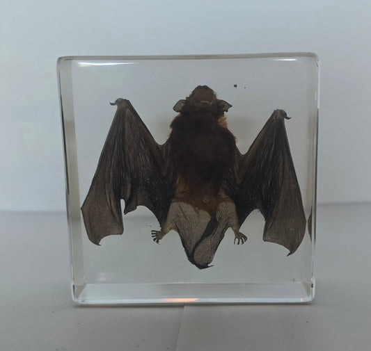 Lesser Bamboo Bat