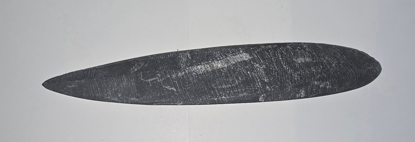 Orthoceras Fossil
