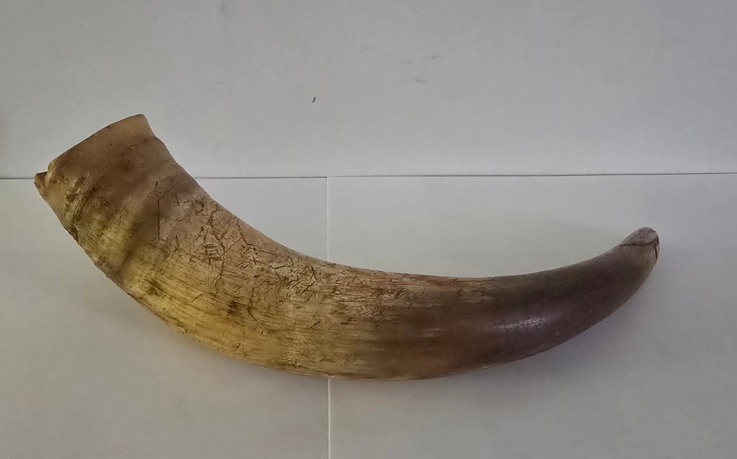 Cow Horn